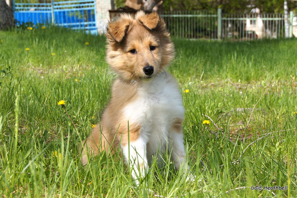 Topstail Cerengy Gold Heathbell