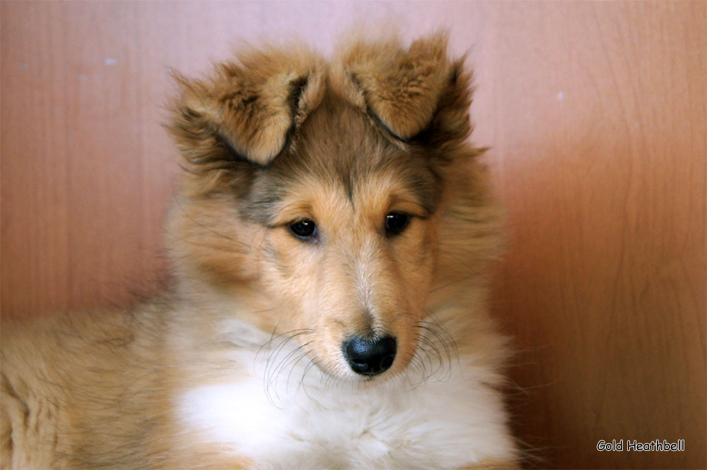 Topstail Cerengy Gold Heathbell