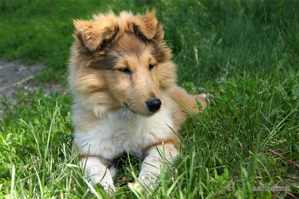 Topstail Cerengy Gold Heathbell