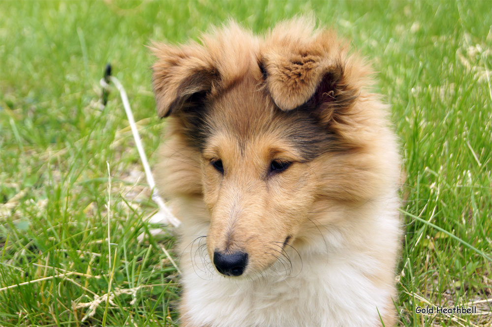 Topstail Cerengy Gold Heathbell