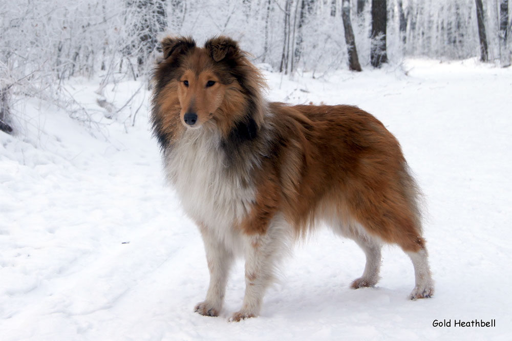 Topstail Cerengy Gold Heathbell