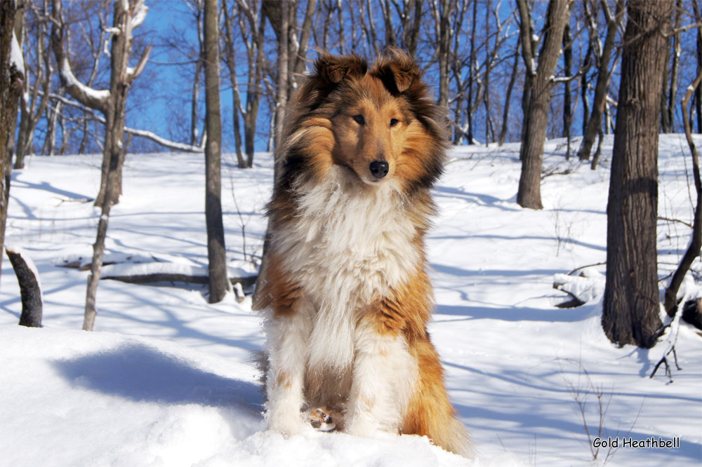 Topstail Cerengy Gold Heathbell