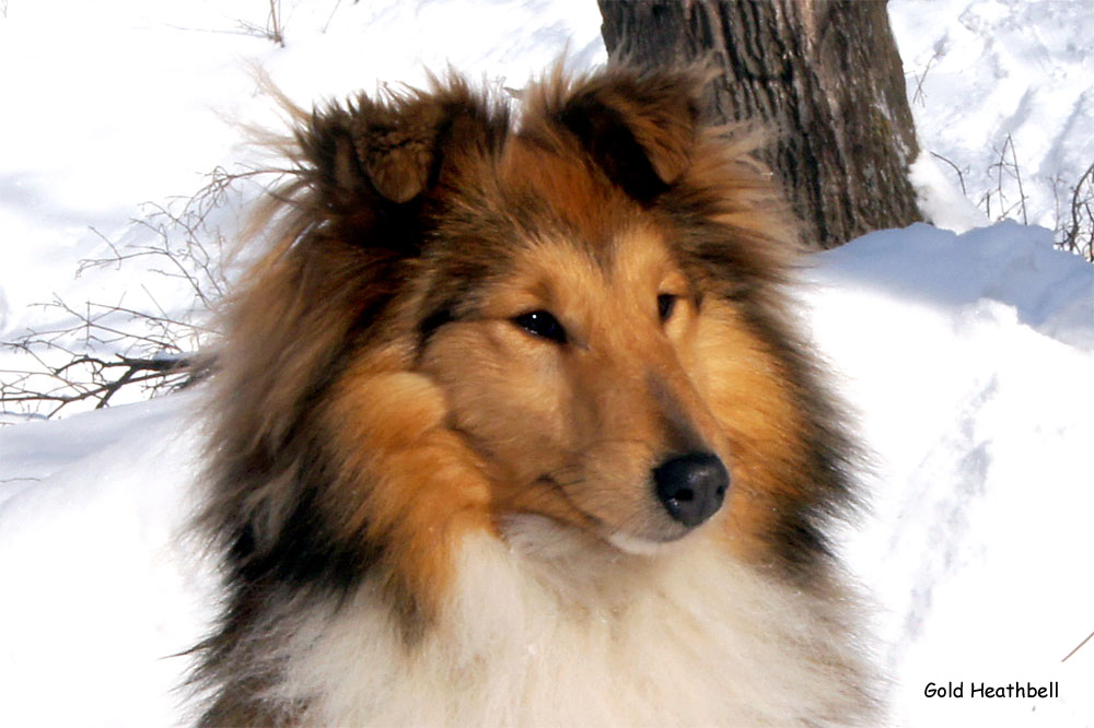 Topstail Cerengy Gold Heathbell