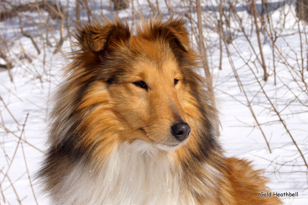 Topstail Cerengy Gold Heathbell