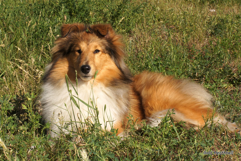 Topstail Cerengy Gold Heathbell