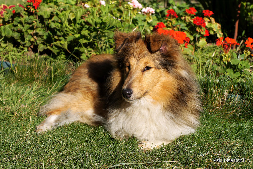 Topstail Cerengy Gold Heathbell