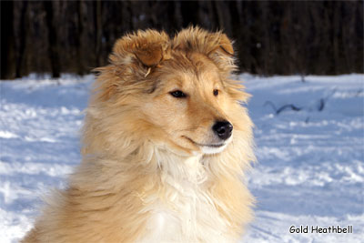 Голд Хизбелл Би Эмьюзинг Вим питомник шелти, Саратов, Gold Heathbell Be Amusing Whim