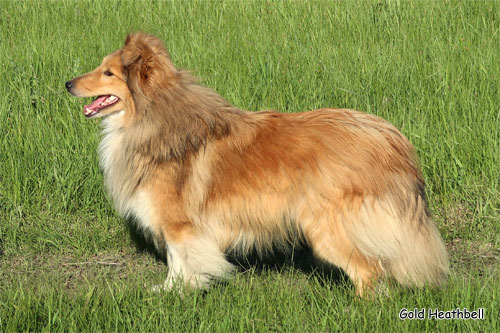 Голд Хизбелл Бит Оф Санлайт