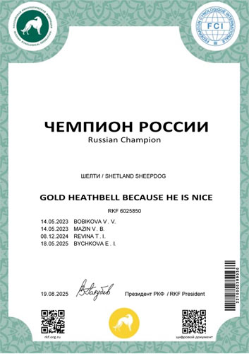 Чемпион России ГОЛД ХИЗБЕЛЛ БИКОЗ ХИ ИЗ НАЙС шелти в Саратове, Чемпион России ГОЛД ХИЗБЕЛЛ БИКОЗ ХИ ИЗ НАЙС