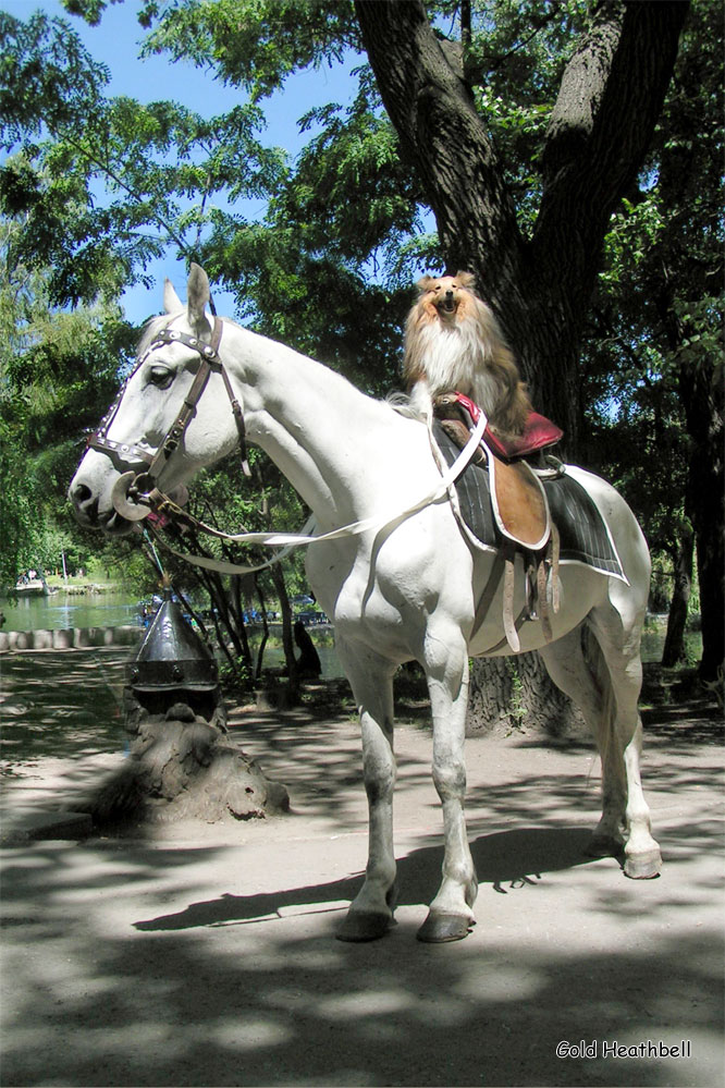 веселые картинки, фото шелти, Черилдин Церенова