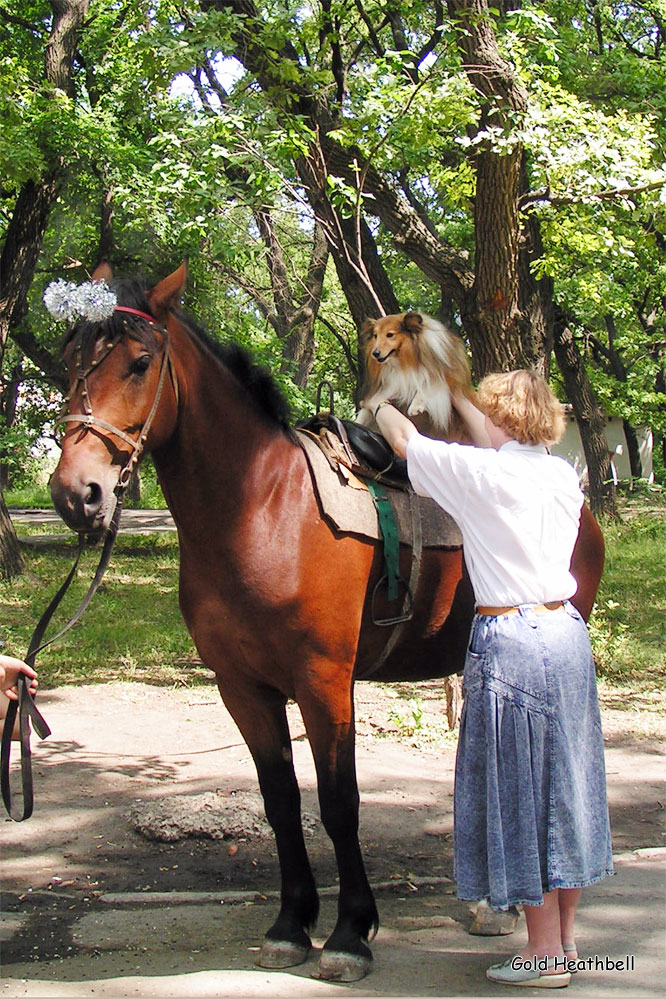веселые картинки, фото шелти, Черилдин Церенова