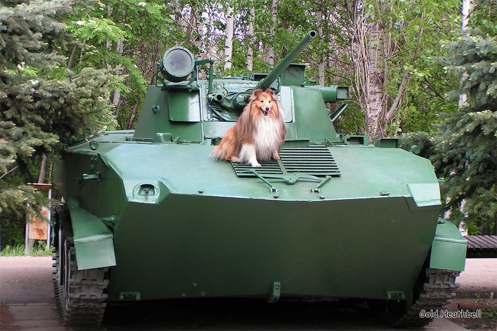 веселые картинки, фото шелти, Черилдин Церенова