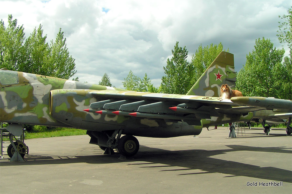 веселые картинки, фото шелти, Черилдин Церенова