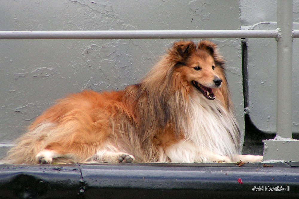 веселые картинки, фото шелти, Черилдин Церенова