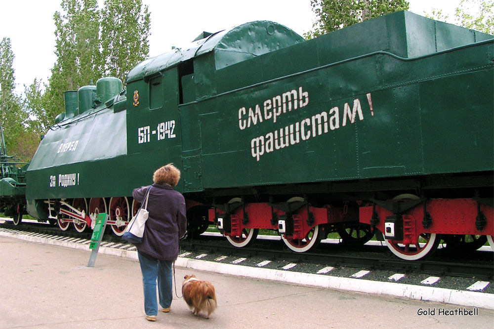 веселые картинки, фото шелти, Черилдин Церенова