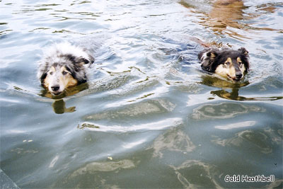 фото колли Водная фантазия, фото колли, питомник ГОЛД ХИЗБЕЛЛ