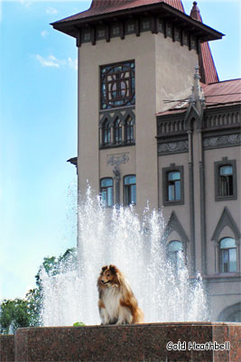 фото шелти Водная фантазия, фото шелти, Черилдин Церенова