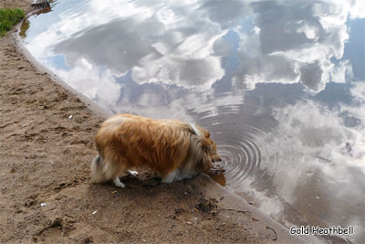 фото шелти Водная фантазия, фото шелти, Голд Хизбелл Борн Ту Би Хэппи