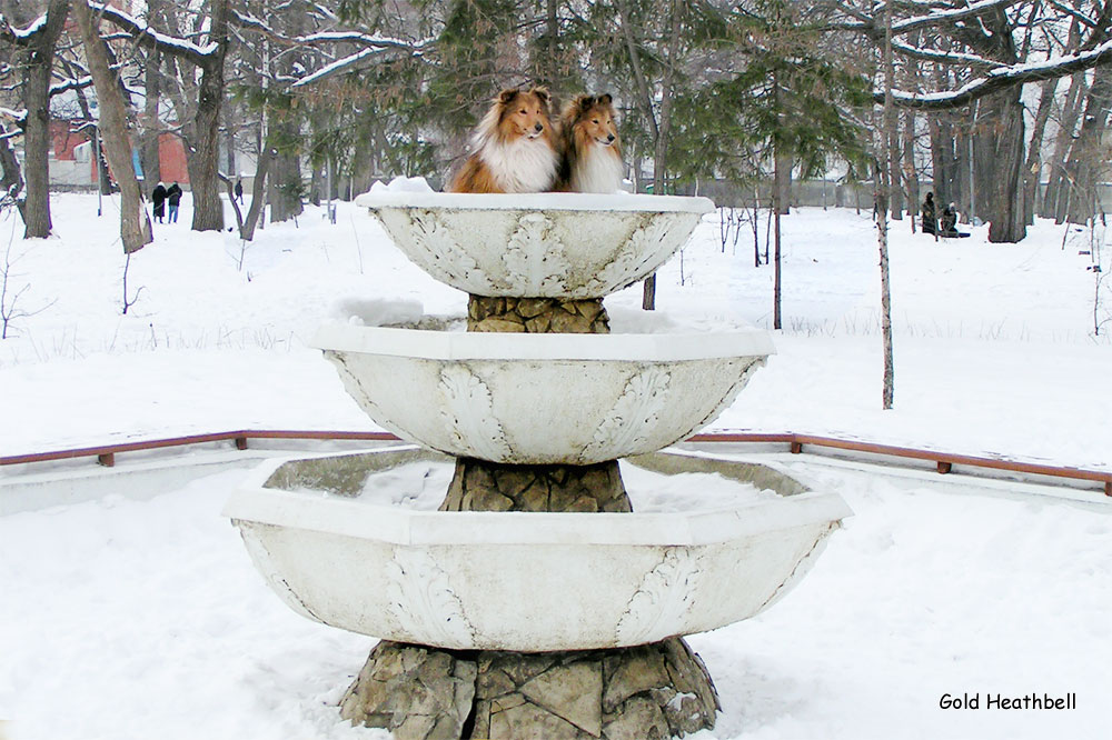 статуэтка шелти, шелти, Черилдин Касиус, Черилдин Церенова