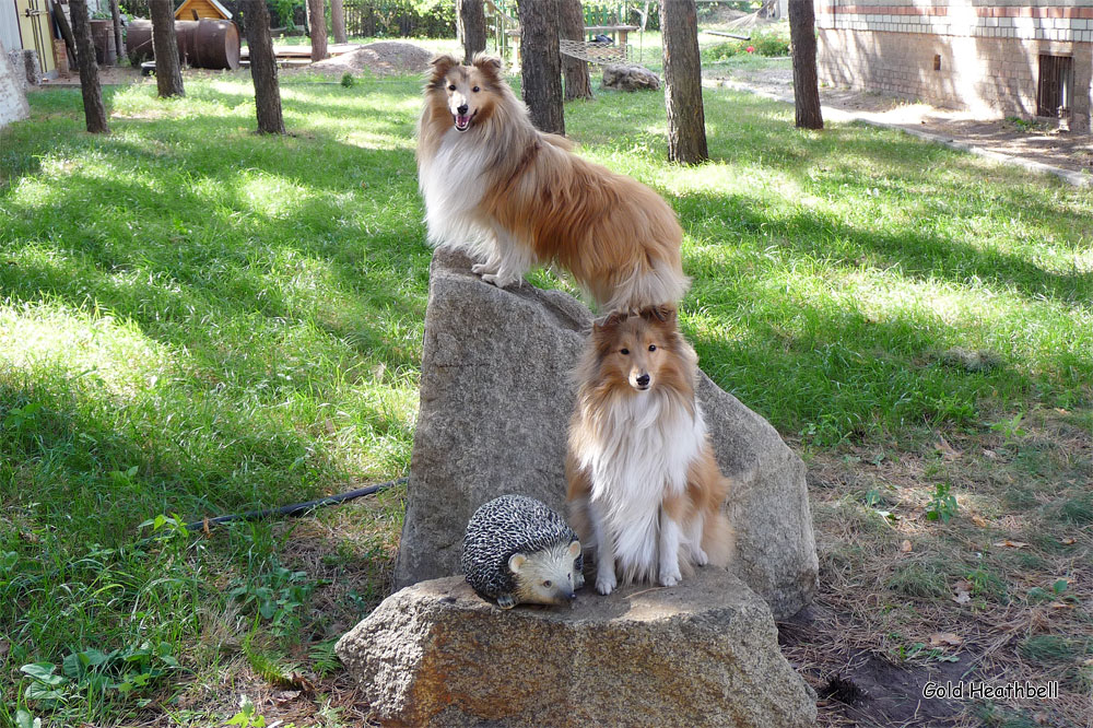 статуэтка шелти, шелти, Голд Хизбелл Борн Ту Би Хэппи, Черилдин Церенор