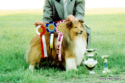 шелти Чемпионы выставка шелти, шелти Чемпионы, Черилдин Церенова