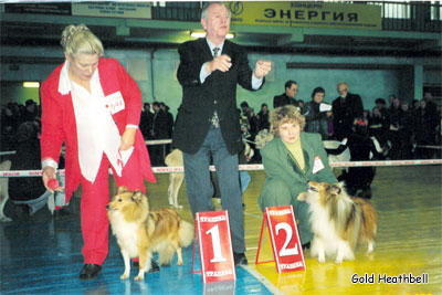 выставка шелти, шелти Чемпионы, Черилдин Церенова