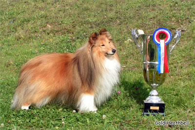 шелти Чемпионы выставка шелти, шелти Чемпионы, Черилдин Церенова