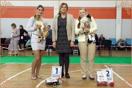 выставка шелти, шелти Чемпионы, Голд Хизбелл Би Эмьюзинг Вим