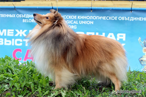 выставка шелти, шелти Чемпионы, Голд Хизбелл Брингинг Гуд Лак Актанис