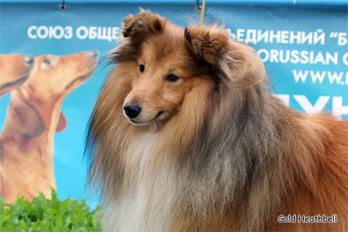 выставка шелти, шелти Чемпионы, Голд Хизбелл Брингинг Гуд Лак Актанис