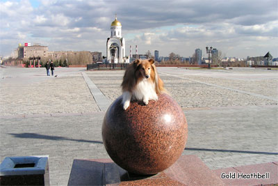шелти, путешествуем с шелти, Голд Хизбелл шелти, путешествуем с шелти, Голд Хизбелл