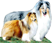 Our shelties