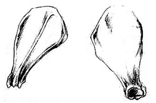 левая лопатка, скелет собаки левая лопатка, скелет собаки, Ерусалимский Е.Л, Экстерьер собаки и его оценка
