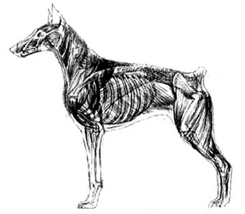 мускулатура собаки, Ерусалимский Е.Л, Экстерьер собаки и его оценка
