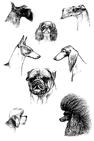 формы голов собаки, Ерусалимский Е.Л, Экстерьер собаки и его оценка