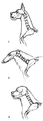 постав шеи у собак, Ерусалимский Е.Л, Экстерьер собаки и его оценка