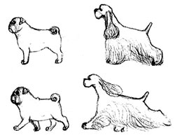 длина шеи у собак, Ерусалимский Е.Л, Экстерьер собаки и его оценка