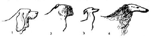 формы шеи у собак, Ерусалимский Е.Л, Экстерьер собаки и его оценка