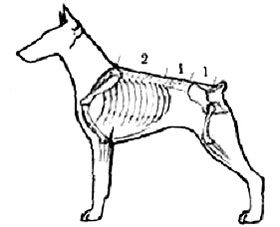 пропорции линии верха собаки, Ерусалимский Е.Л, Экстерьер собаки и его оценка