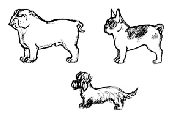 специфическая линия верха у собаки, Ерусалимский Е.Л, Экстерьер собаки и его оценка