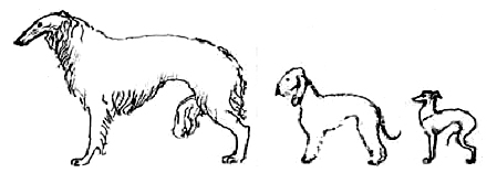 горбатая спина у собаки, Ерусалимский Е.Л, Экстерьер собаки и его оценка