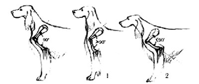 строение плеча у собак, Ерусалимский Е.Л, Экстерьер собаки и его оценка
