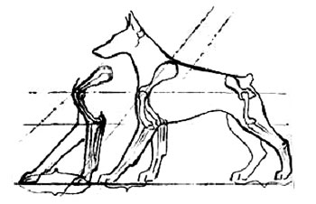 острое плечо у собаки, Ерусалимский Е.Л, Экстерьер собаки и его оценка