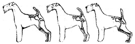недостатки задних конечностей у собак, Ерусалимский Е.Л, Экстерьер собаки и его оценка