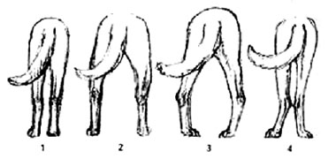недостатки постава задних конечностей у собак, Ерусалимский Е.Л, Экстерьер собаки и его оценка