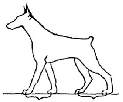 движения собак, шаг, Ерусалимский Е.Л, Экстерьер собаки и его оценка