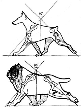 движения собак, ускоренная рысь, Ерусалимский Е.Л, Экстерьер собаки и его оценка