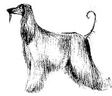 сухой тип сложения собаки, Ерусалимский Е.Л, Экстерьер собаки и его оценка
