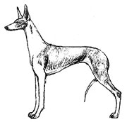 легкий тип сложения собаки, Ерусалимский Е.Л, Экстерьер собаки и его оценка