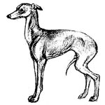 нежный тип сложения собаки, Ерусалимский Е.Л, Экстерьер собаки и его оценка